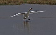 TONY HOWES - MUTE SWAN